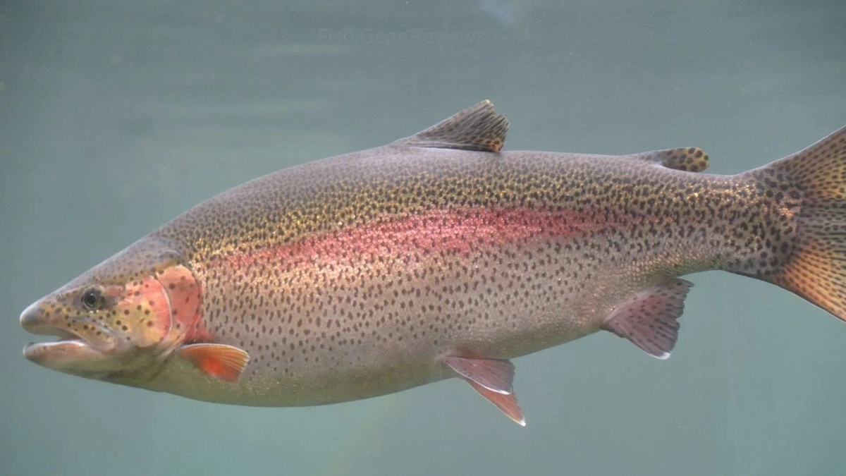 Фото с сайта: https://fishgearreviews.com/rainbow-trout-habitat-behavior-fishing-tips/