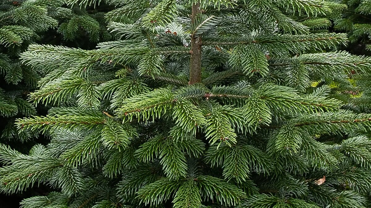Пихта Нордмана.