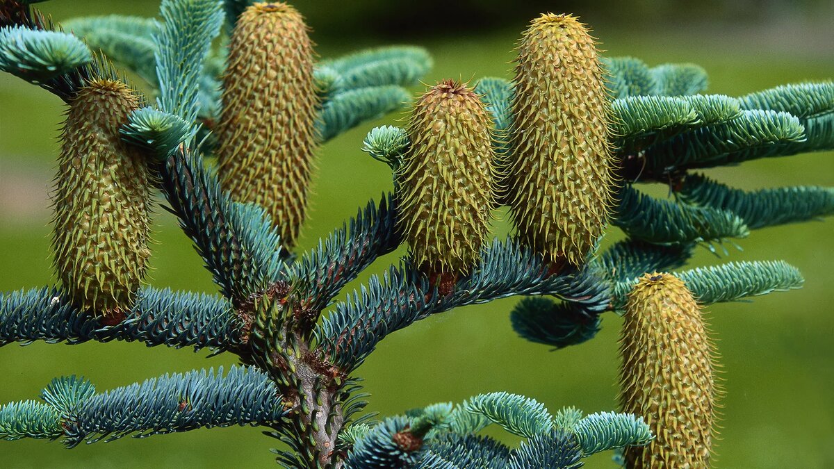 Пихта благородная.