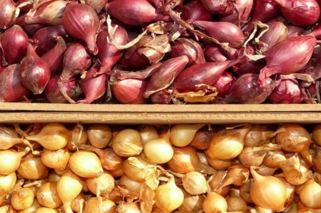 Эффективный раствор для обработки лука и чеснока перед посадкой. Плюсы и минусы препаратов
