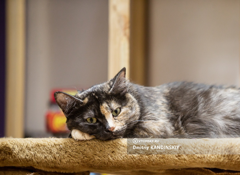    Фото: Дмитрий Кандинский / vtomske.ru