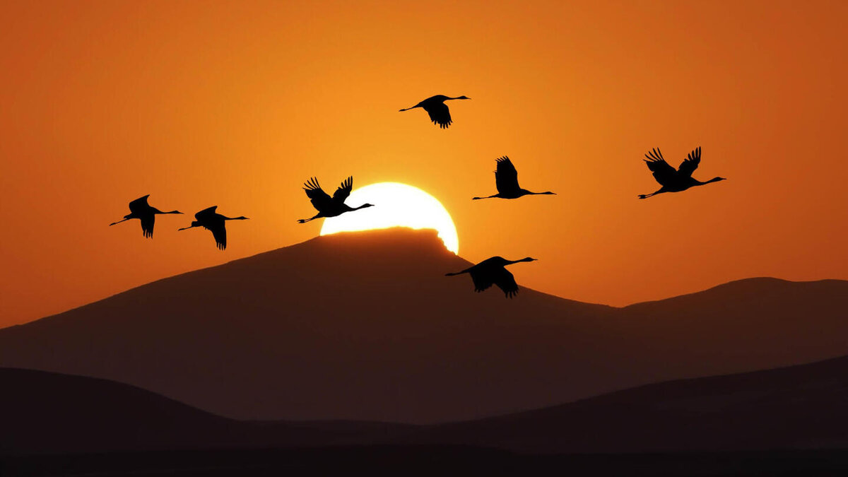     Фото: ali bakhshi/Shutterstock/FOTODOM Птицы используют сложную навигационную систему, основанную на магнитных полях, положении в небе Солнца и звезд