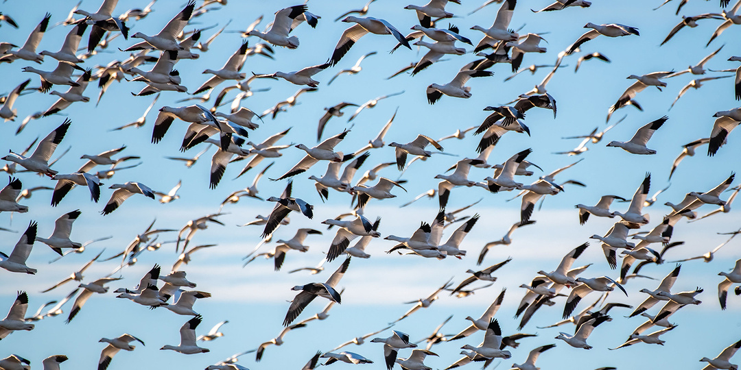 Как перелетные птицы понимают, куда лететь