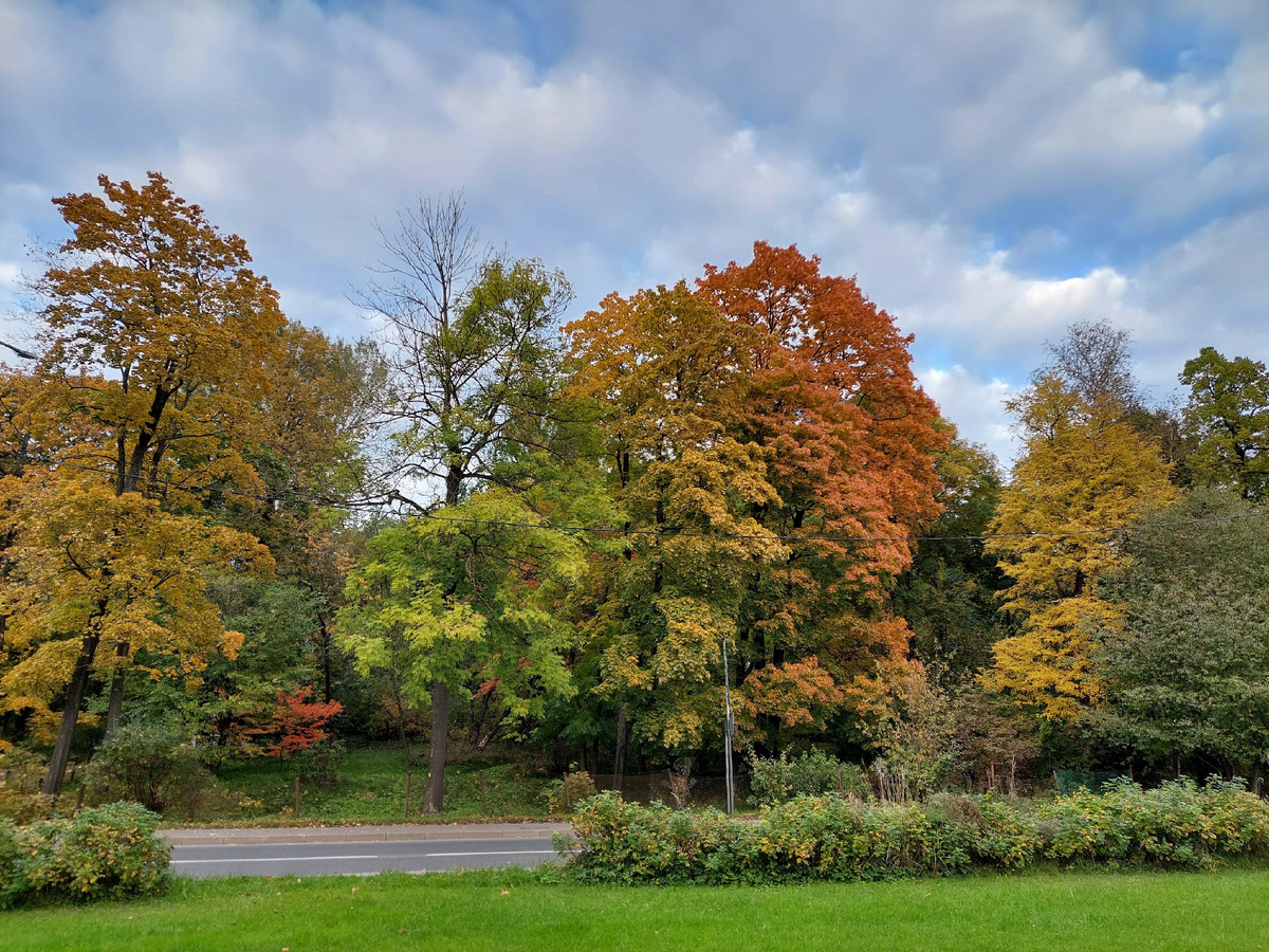 Осень я представляю именно такой – яркой и нарядной. Фото автора.