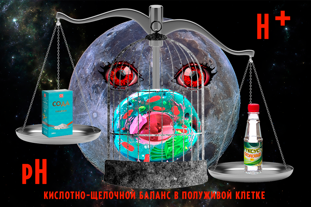 художественное изображение рН-гомеостаза