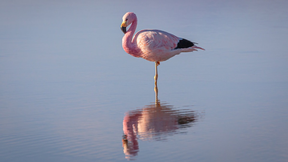 Фото с сайта: https://bizmedia.kz/2023-12-17-kak-slozhilas-sudba-spasennogo-flamingo-v-almatinskom-zooparke/amp/