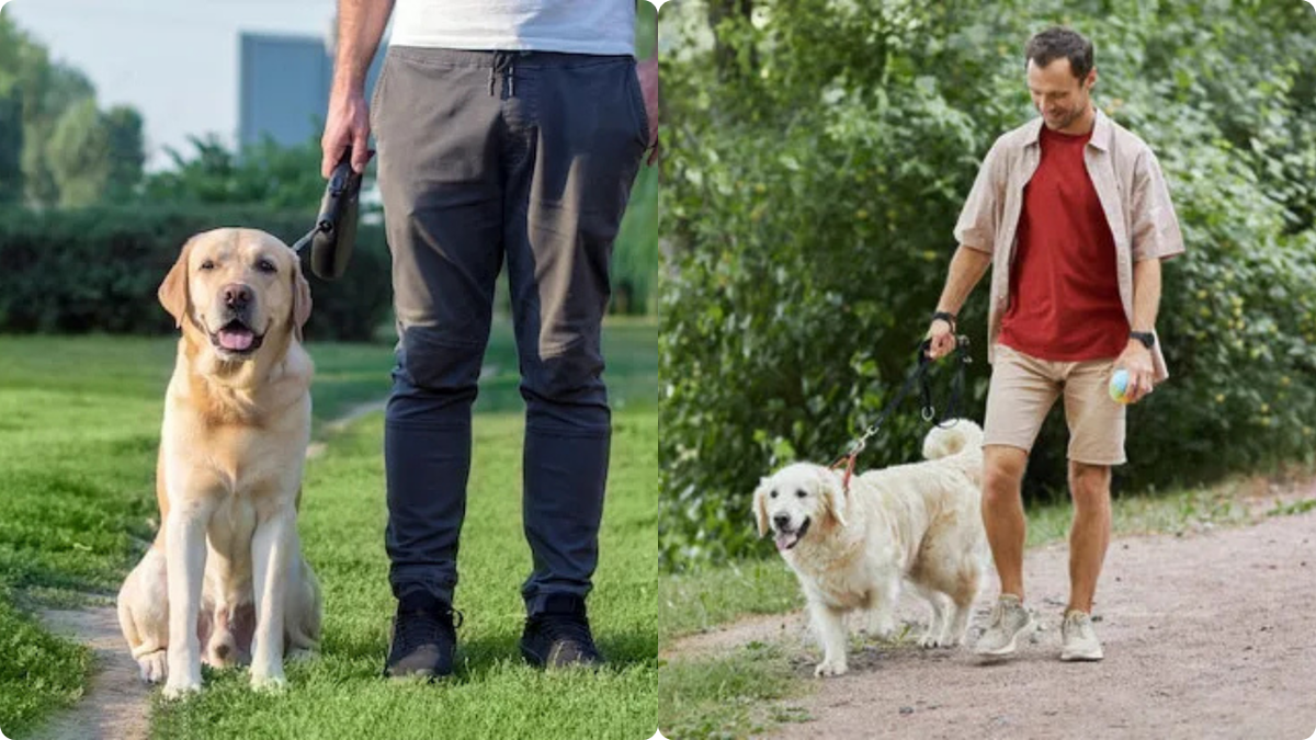 Собаки на улице