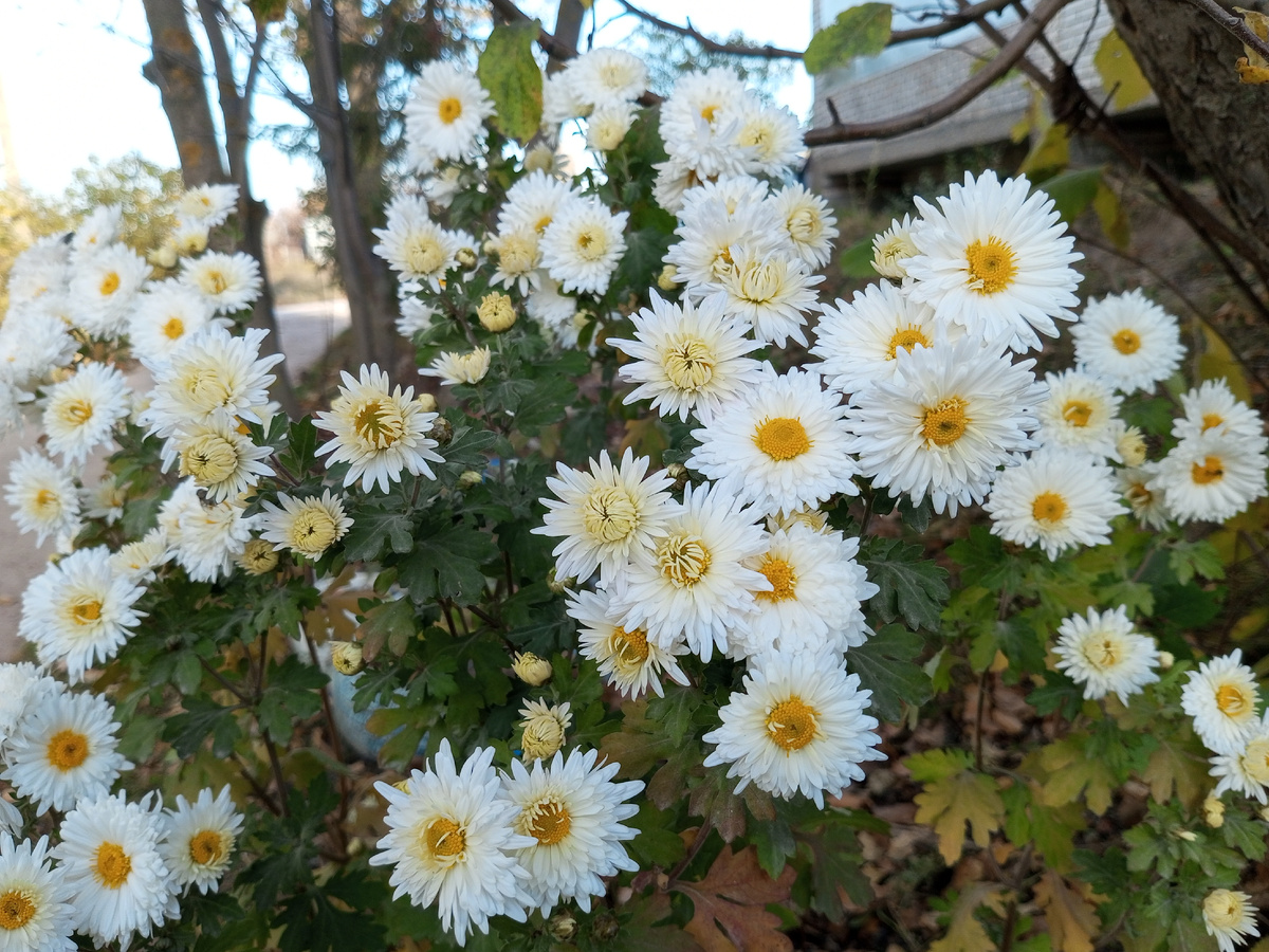Увядающие цветы. Фото автора.