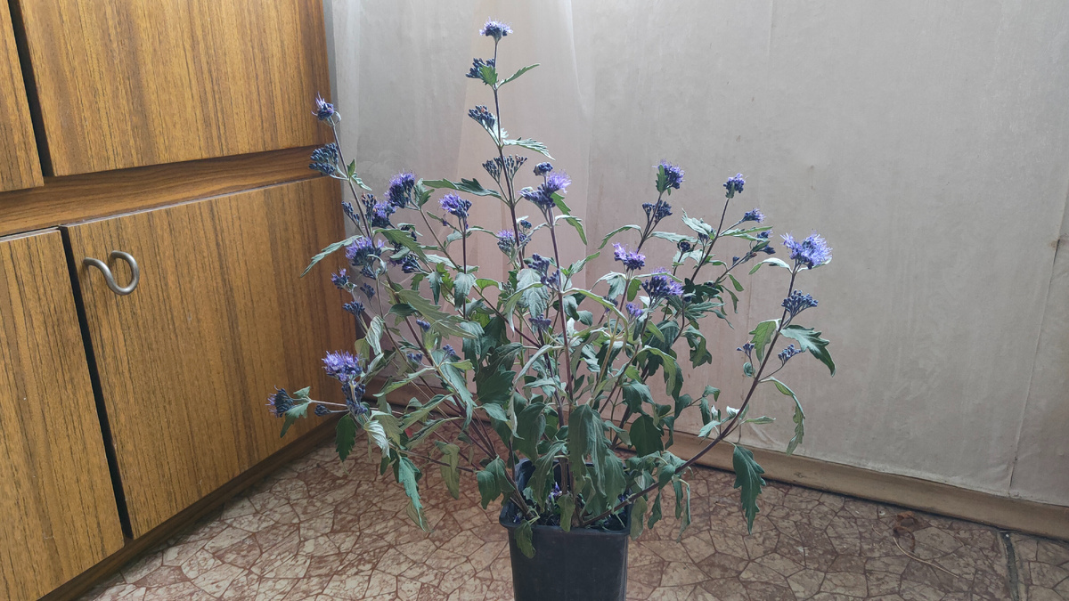 10.10.2025 г. Моя покупка.