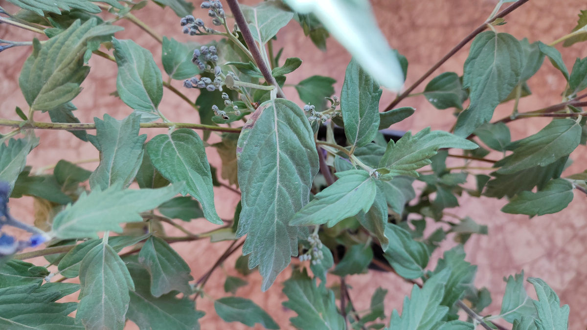 10.10.2025 г. Лист моего кариоптериса зубчатый.