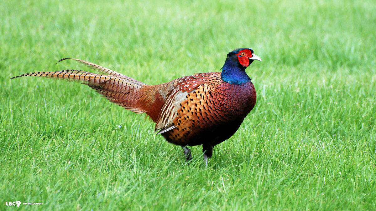 Фото с сайта: https://wallpapers.com/wallpapers/colorful-male-pheasantin-grass-d6vvookur5235gwb.html