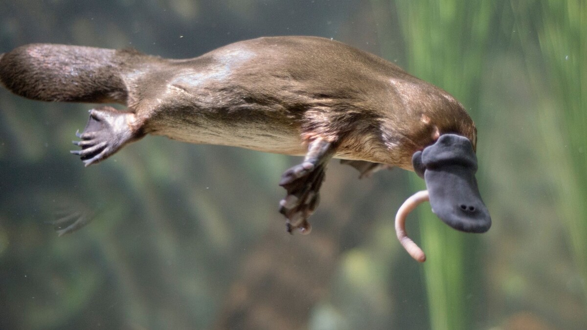 Фото с сайта6 https://immunocap.ru/photo/chutkoe-jivotnoe/