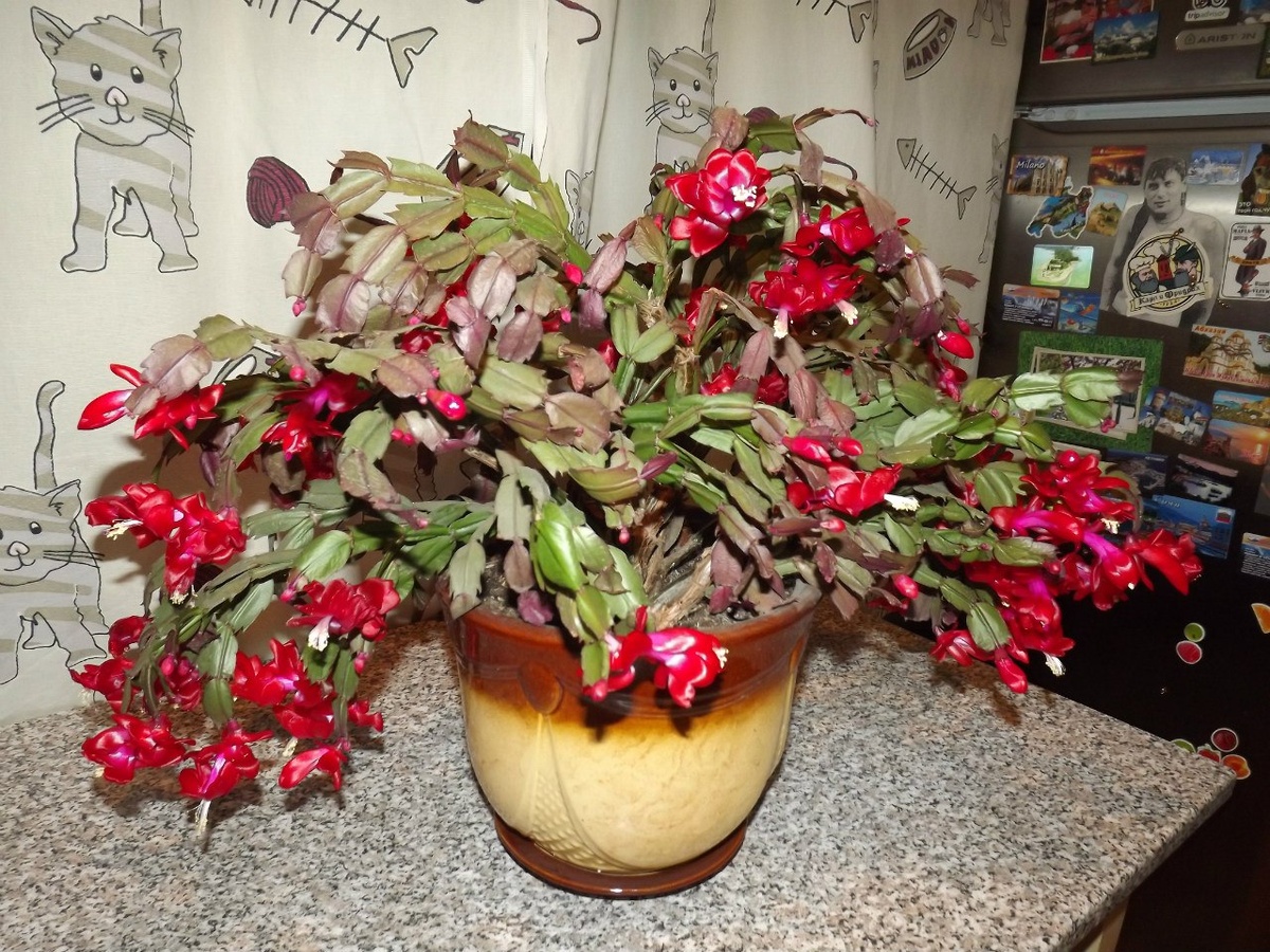 Фото автора.