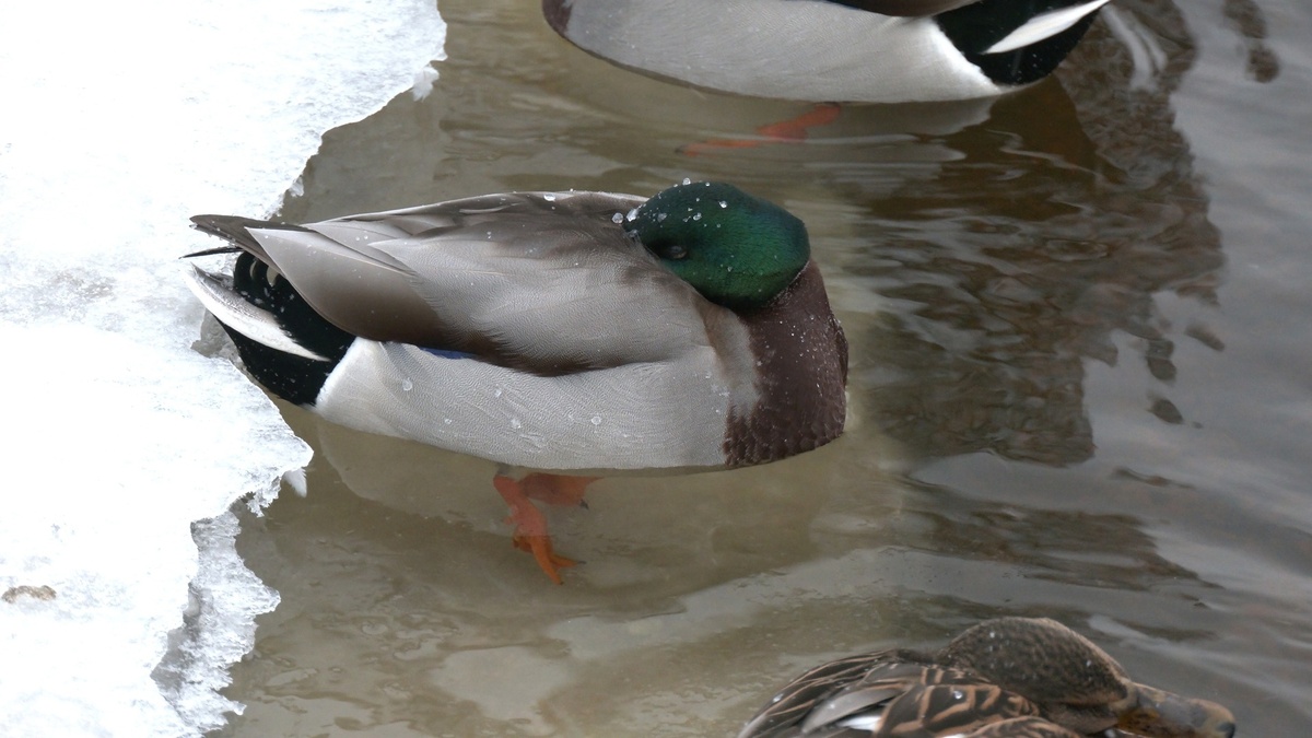 Фото с сайта: https://kamendladoma.ru/dizayn/