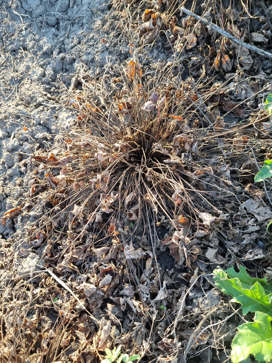 Например, вот