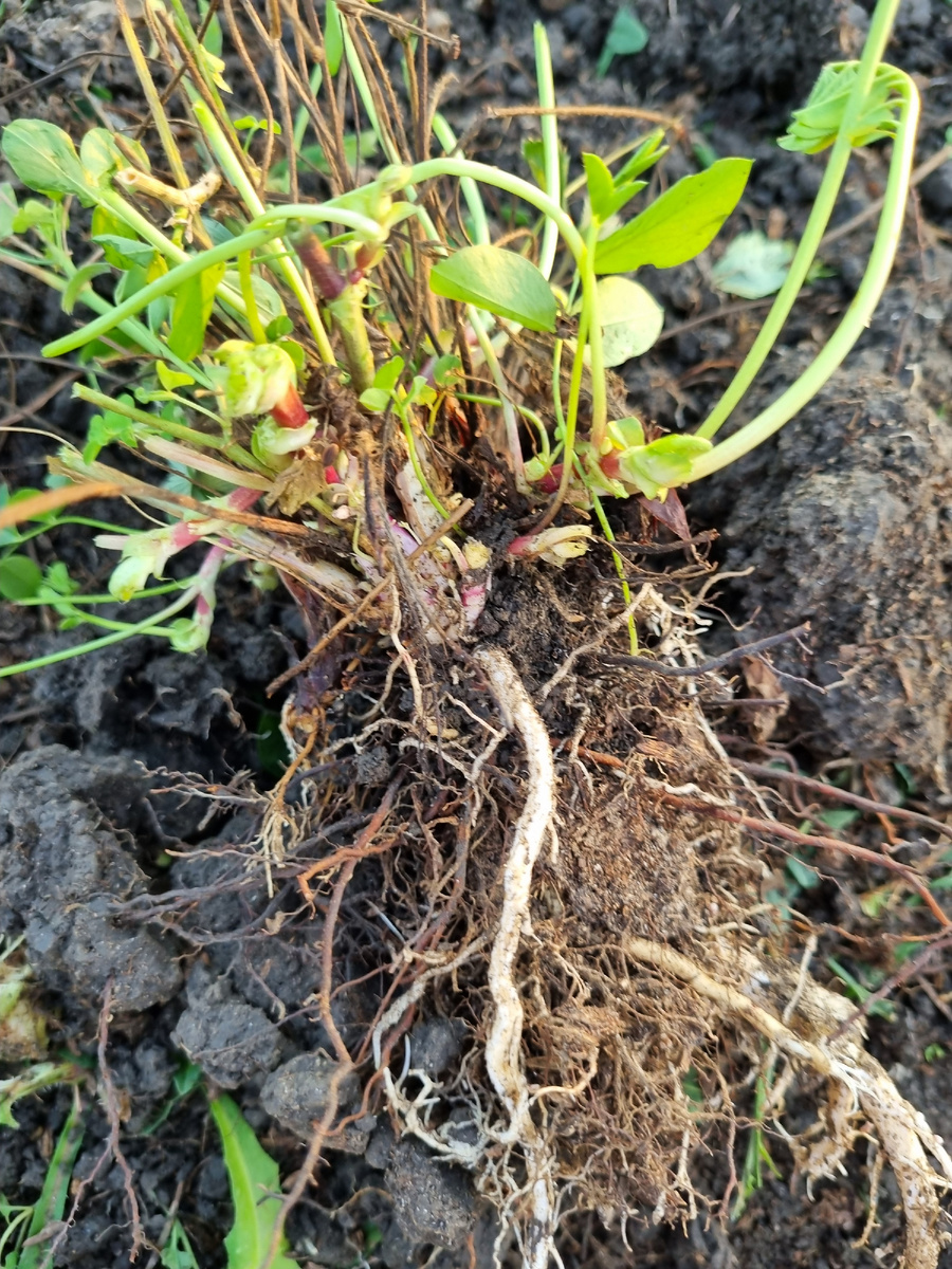 Ярко-белые корни - это сорняки. Темные - земляника. Оффлайн игра "распутай землянику от вредителя"