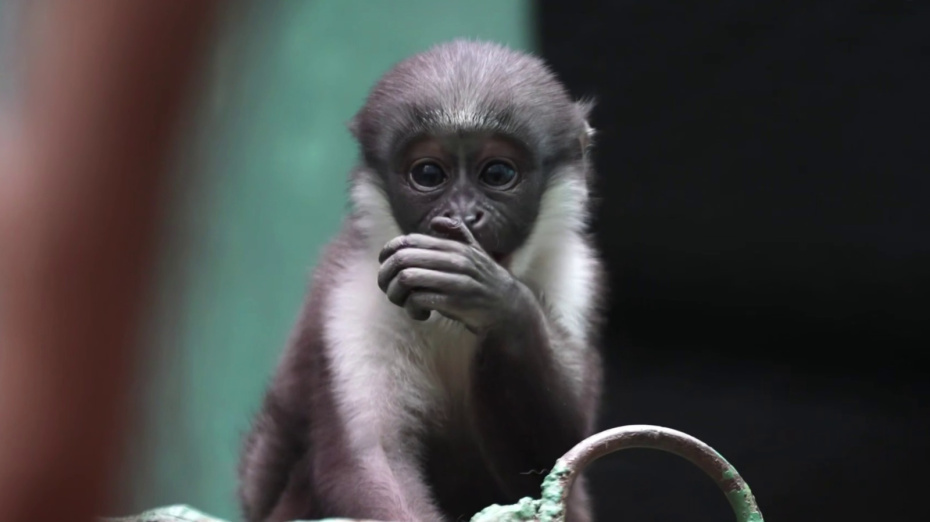    t.me/Moscowzoo_official