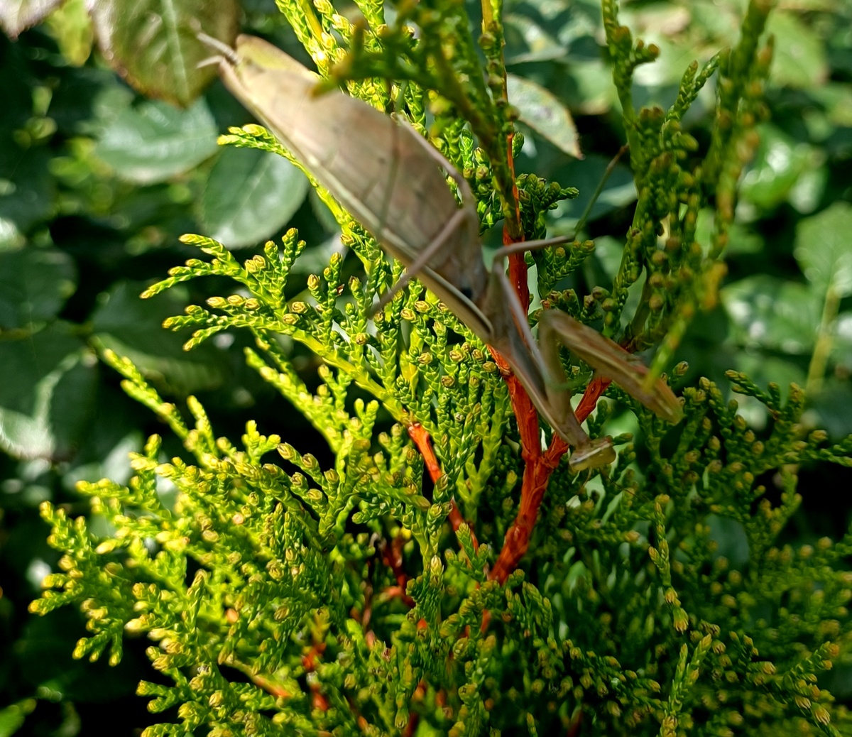 Хочется уже вот так повиснуть где-нибудь. Только чтобы осенне настроенные не трогали🤣🤣