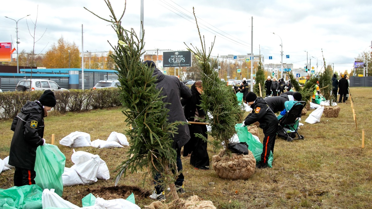    «Чтобы всегда было зелено»: вдоль сургутских дорог высадили пихты и ели