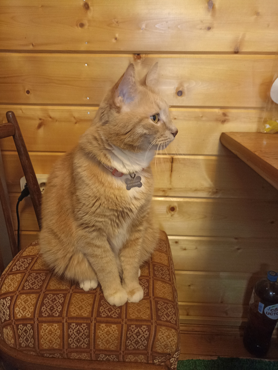 Тиша держит себя в руках и не лезет на стол