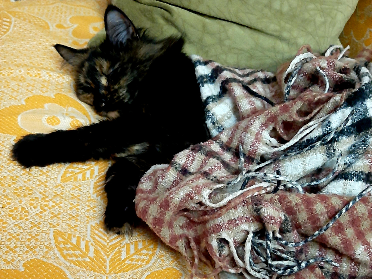 Тёплый плед необходим иногда не только для людей