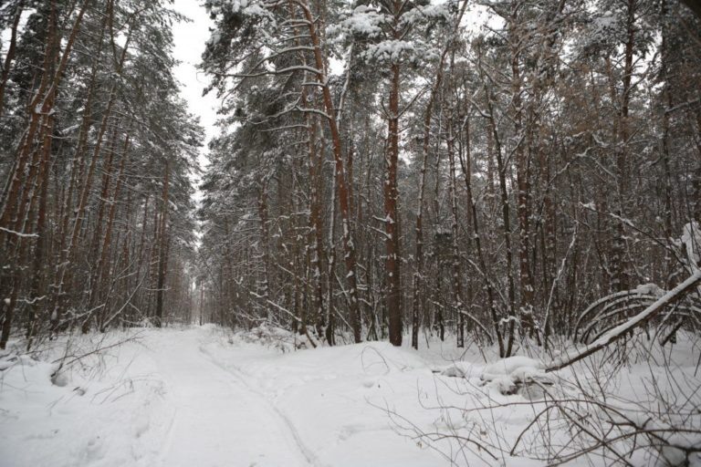    Булонский лес: фото Сергей Бызин Зоя Шпанько