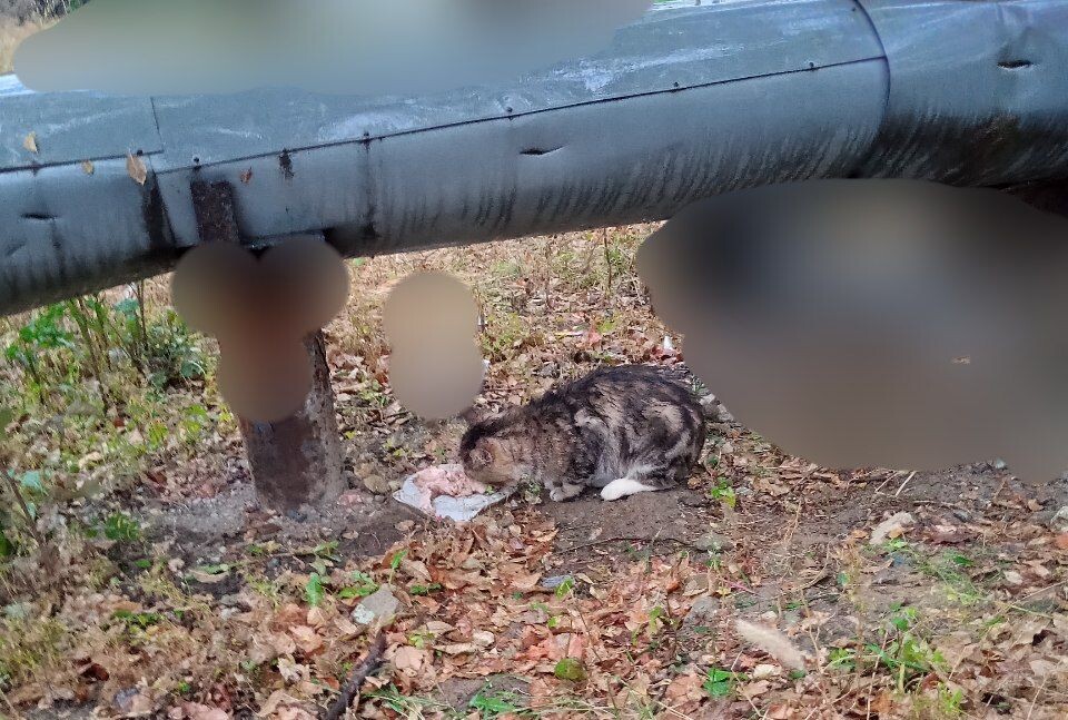 Дождался меня сегодня,несмотря на Дождь.( Фото моё)