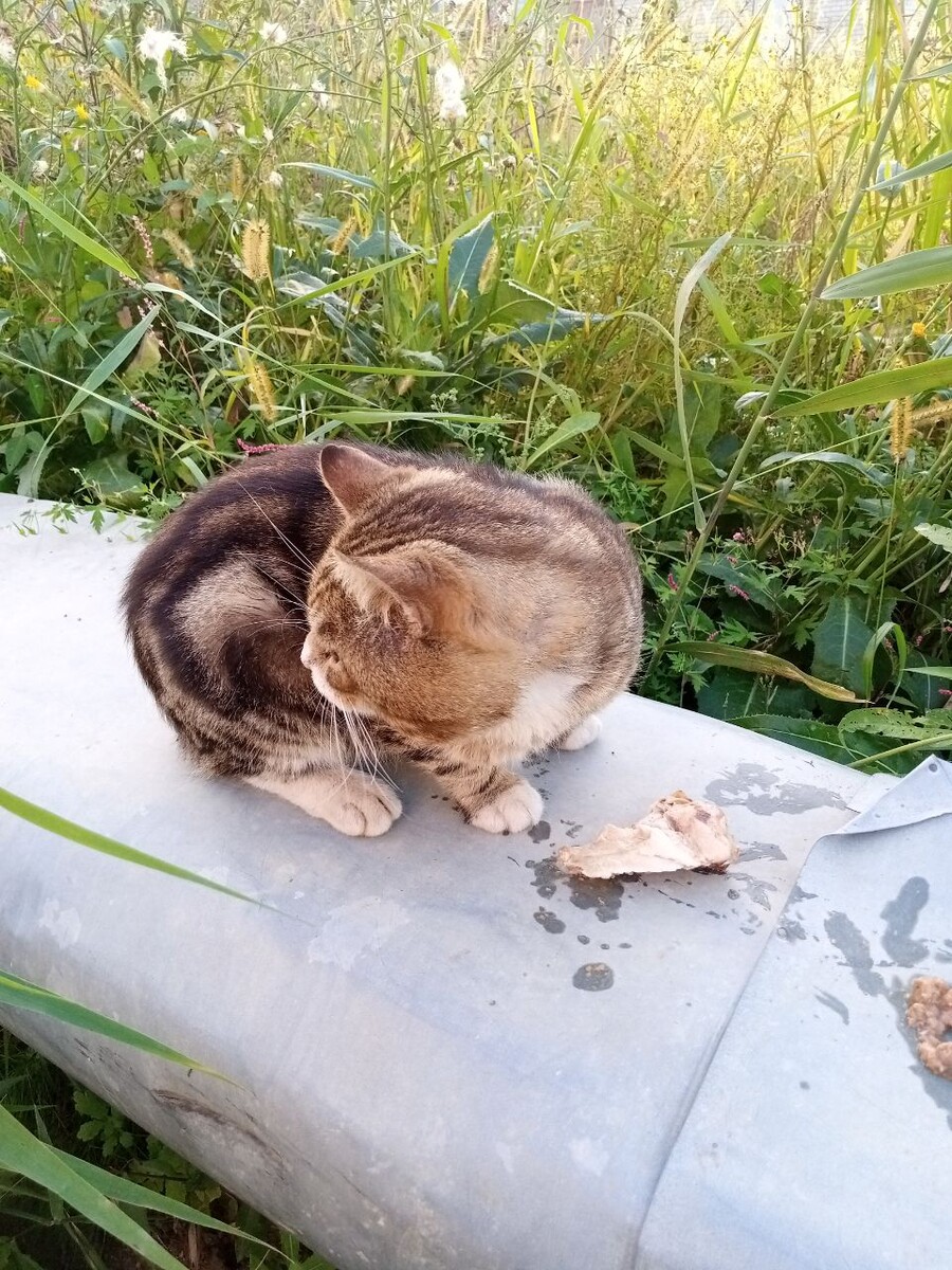 Мурчик в августе. Он любит варёную курицу.(фото моё)