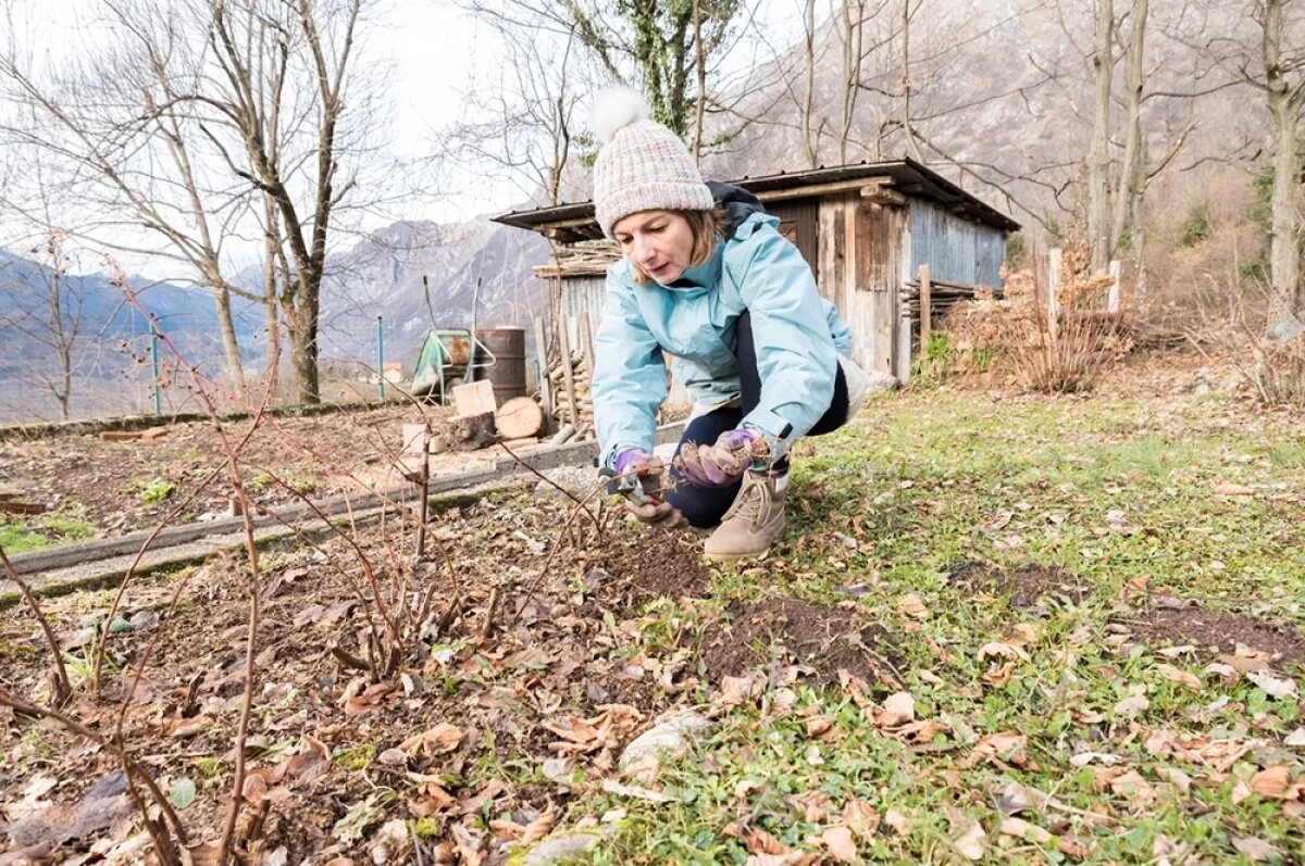    Обрезка и полив.