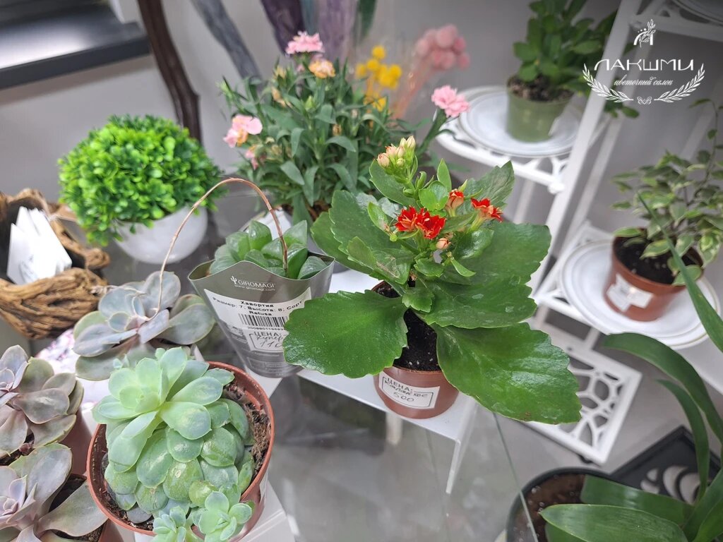 Цветущий каланхоэ в цветочном салоне Лакшми в Ростове-на-Дону