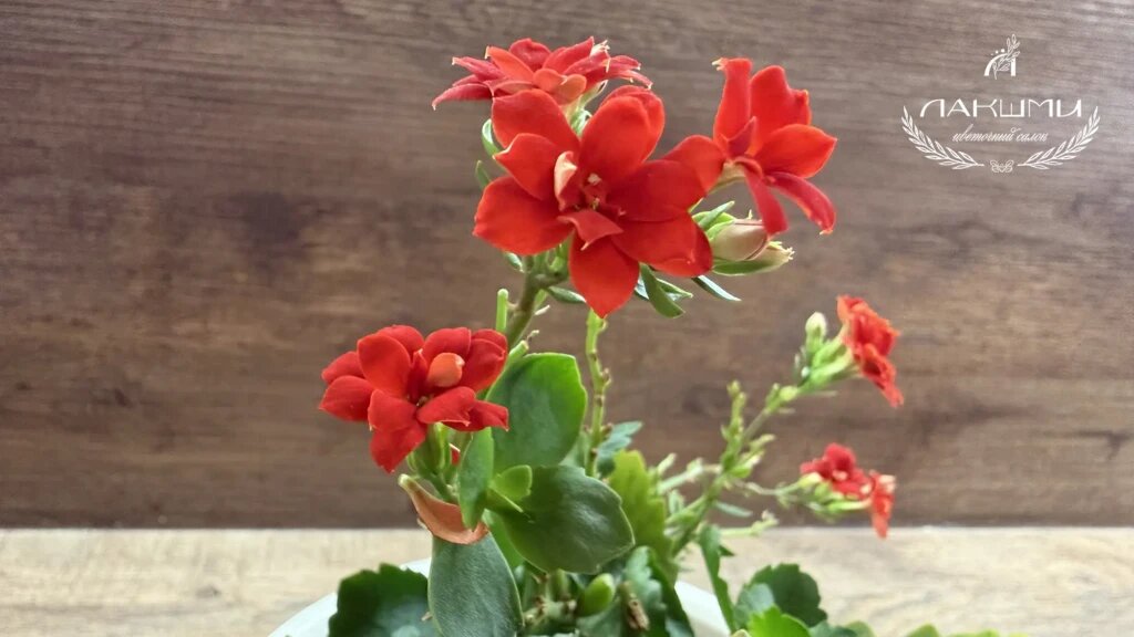 Цветки каланхоэ