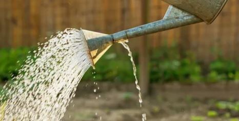 Фитоспорин, триходермин и другие грибы-помощники, а также бактерии: практическое руководство, что делать осенью, а что — нет