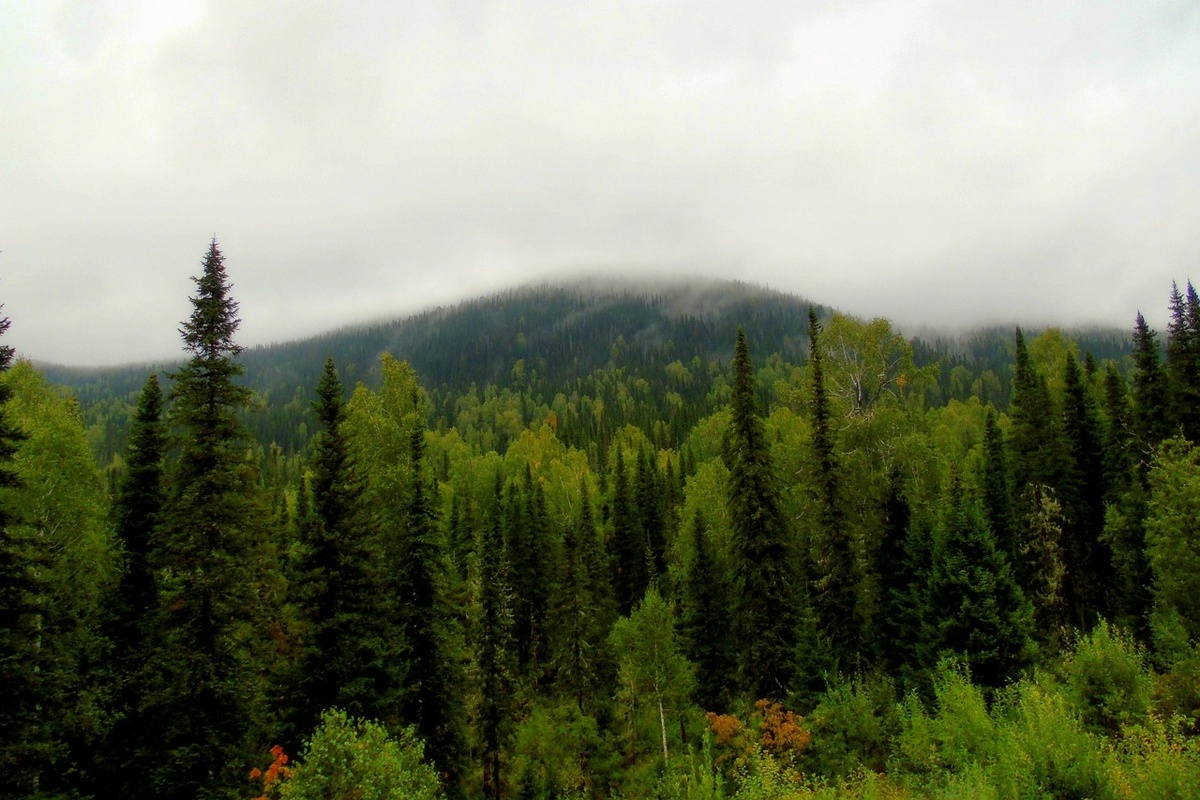 Тайга. Фото Pixabay.