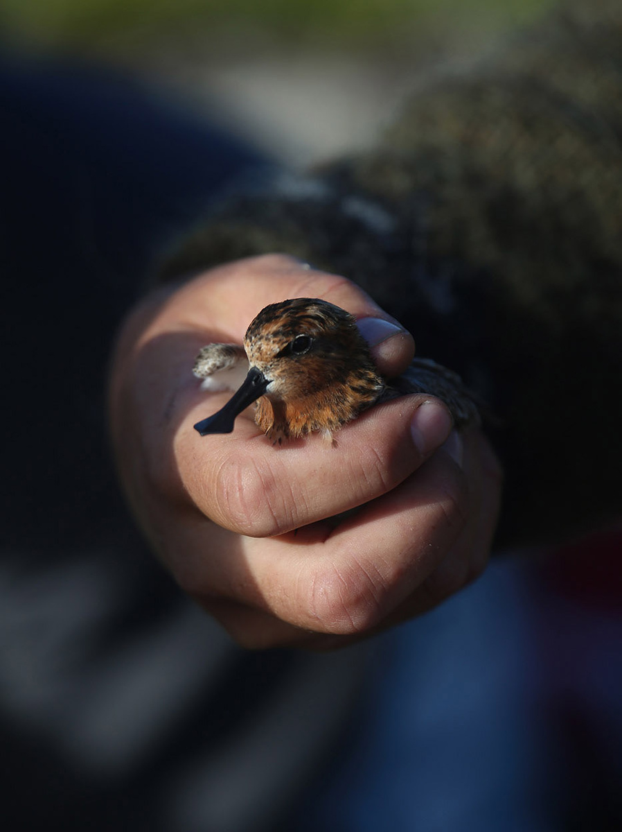 Кулик-лопатень - вымирающий вид. Он летит с Чукотки в юго-восточную Азию, и на пути его подстерегает много смертельных опасностей. Фото: Андрей Максимов, участник фотоконкурса РГО "Самая красивая страна"