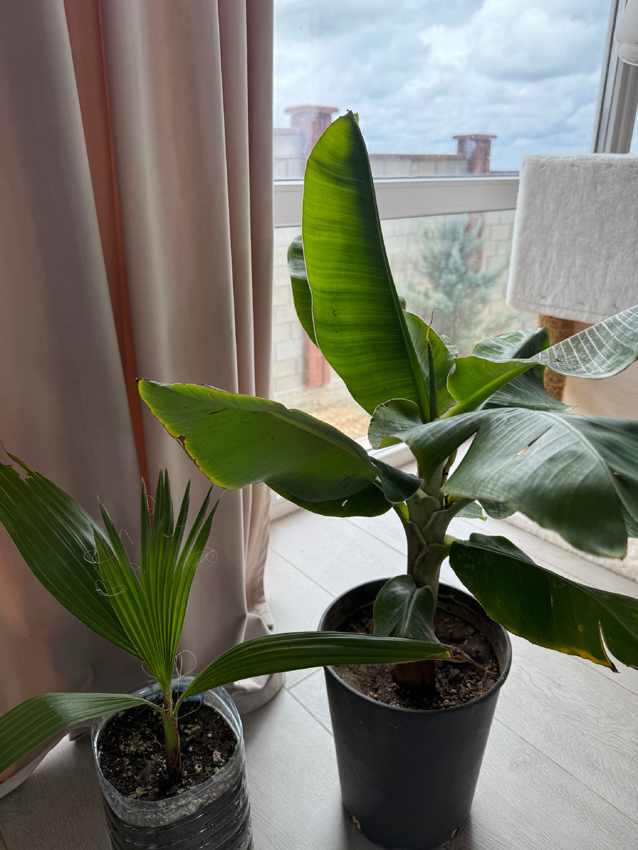 Фото из архива автора: мое маленькое банановое дерево