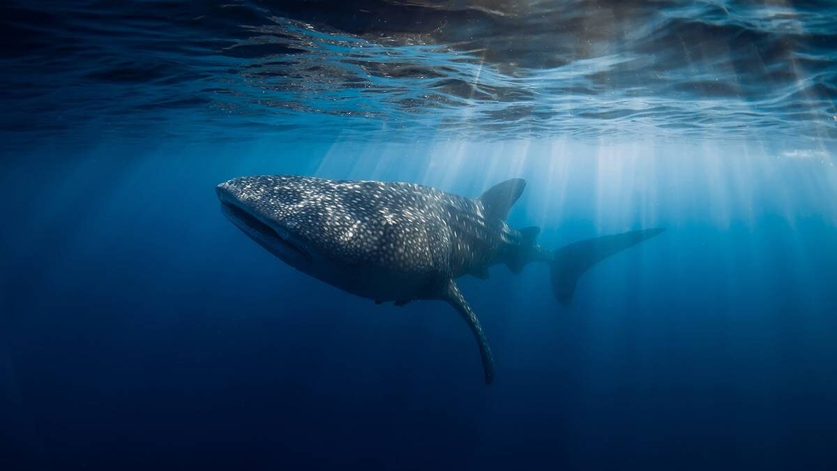    Фото: Shutterstock