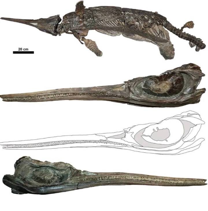  Фото: Королевский музей Онтарио