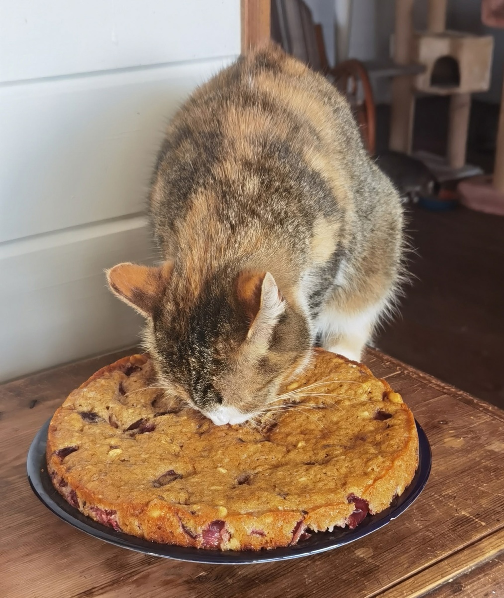 Фотография прошлого года, но и в этом году пирог и Рыся также красивы 