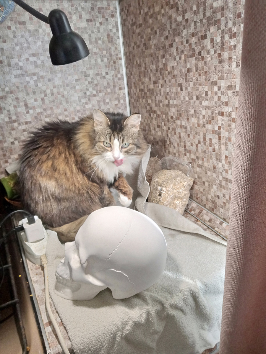 Анфиса решила стать частью натюрморта)))