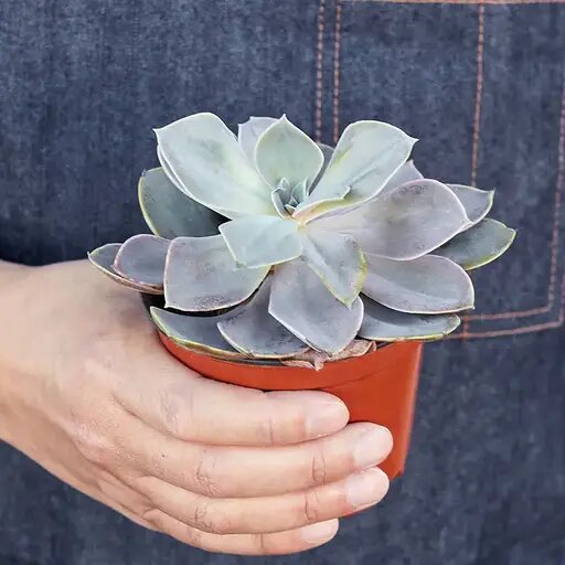   Суккулент роза Вера Курилыч