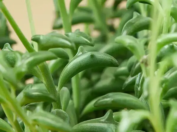   Какие суккуленты подарить — выбираем необычные Вера Курилыч