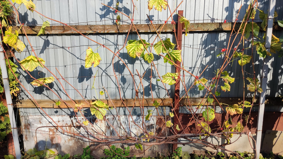 Обрезку винограда желательно проводить в сухую солнечную погоду, если природа будет благосклонно нам такую подарить.