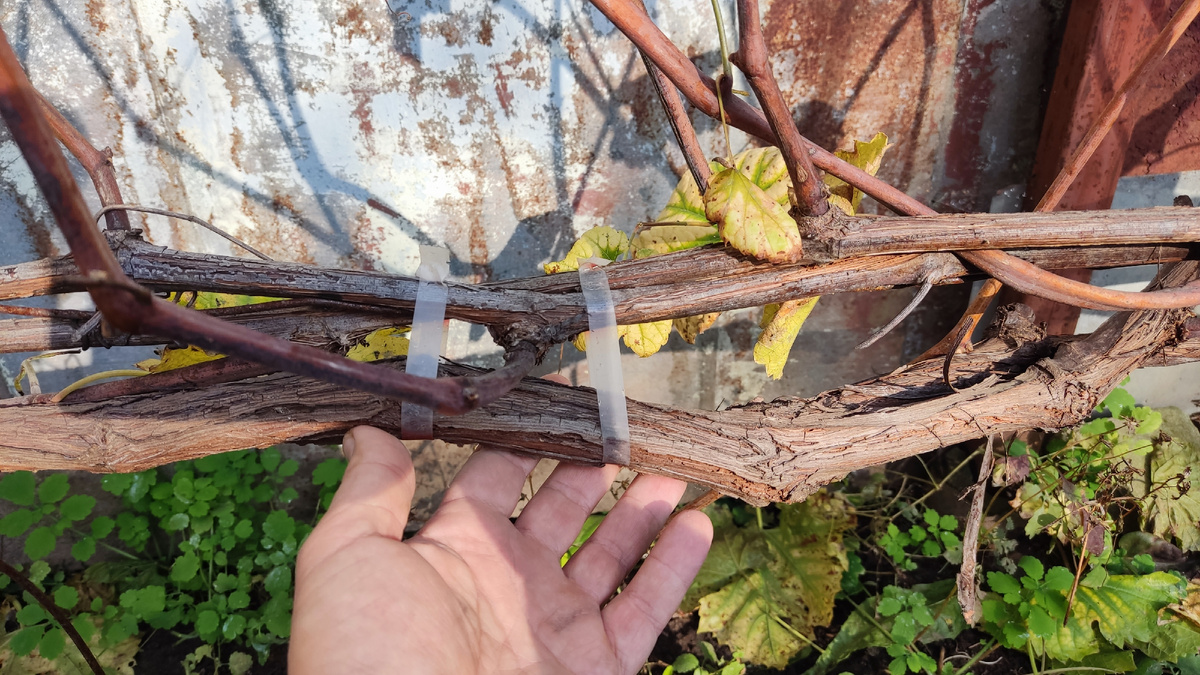 Так выглядят рукава виноградного куста
