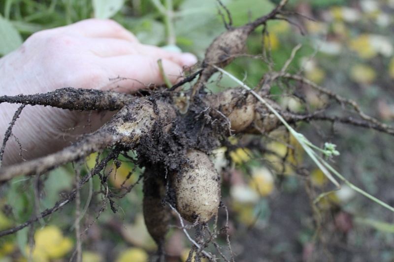 Достойный корнеклубень