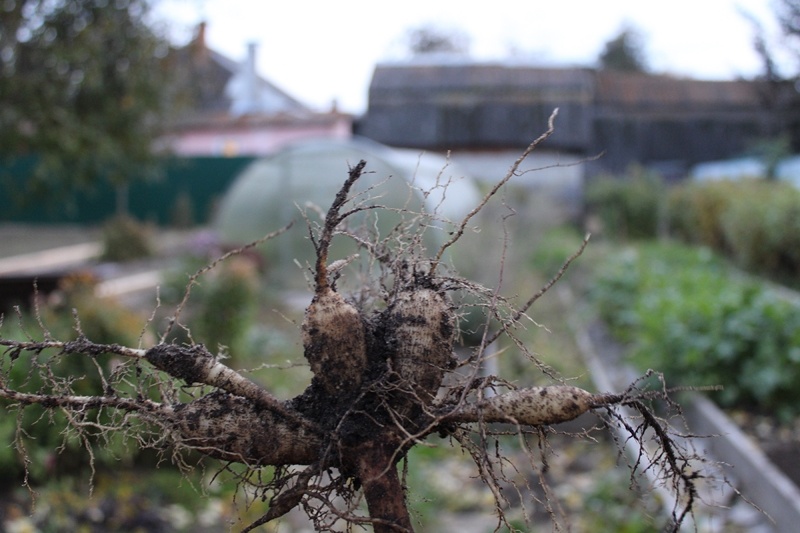 Такие худосочные клубни браковала. Фото автора 