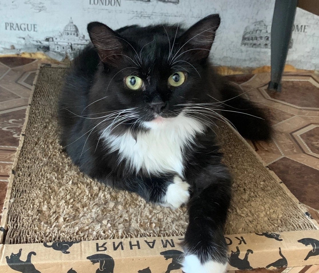 Тимоша сник за один день