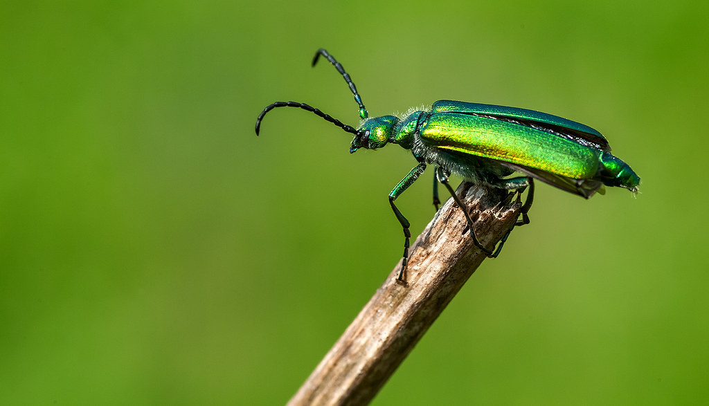 Фото с сайта: https://sheva-vet.livejournal.com/1202775.html
