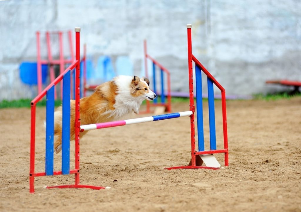    Фото: Аджилити в Костроме