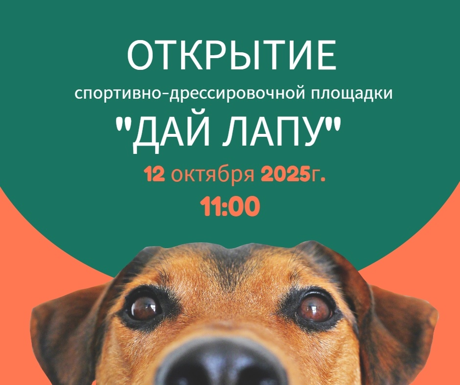    Фото: Аджилити в Костроме