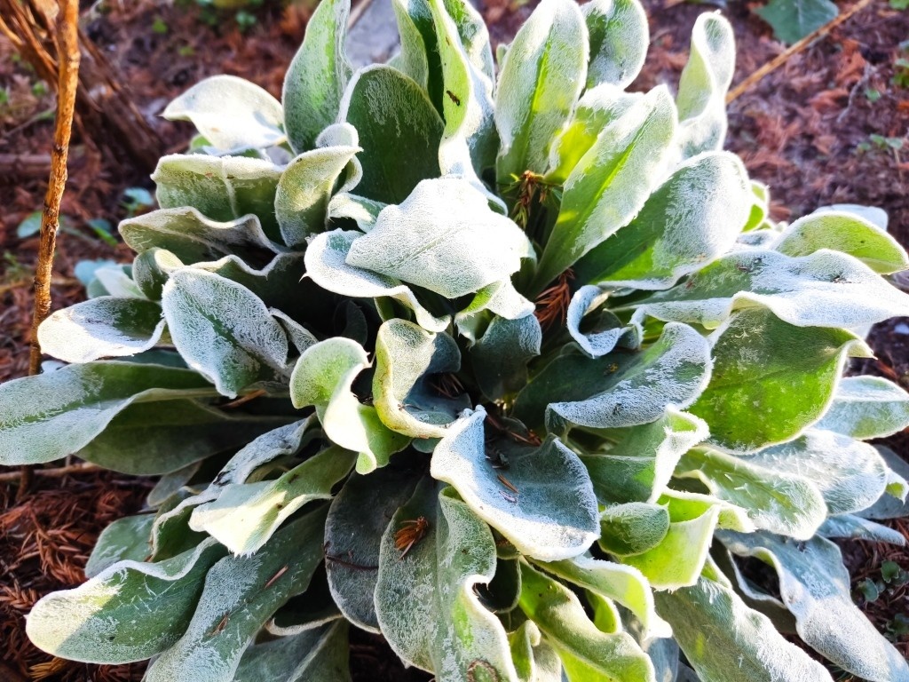 Иней на кустиках лихниса корончатого... Это растение и само по себе с белым опушением...